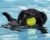 Black Lab Swimming Signed Art Print of Original Digital Painting Different sizes available 8×10 11×14 12×16 13×19