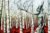 RW2 Limited Edition Beckoning Winter Canvas Print by Art Large